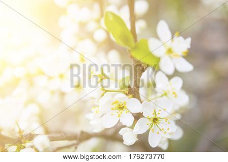 Flowers Of The Cherry Blossoms On A Spring