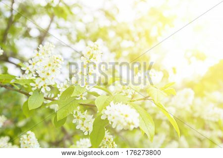 Branches Of Bird Cherries Horizontal