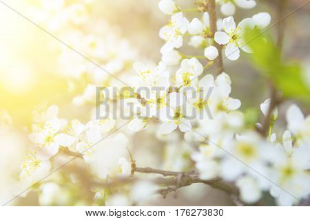 White Blossoms On Bird Cherry Tree In Sunny Summer
