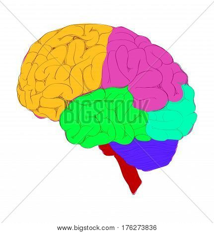 Human brain with colorful diagram of different activity zone
