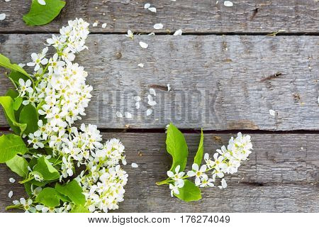 Branch Of Blossom Bird Cherry On Aged Textured Boards Wood.