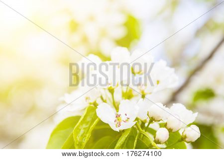 Bird Cherry Tree In Blossom