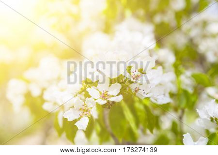 White Blossoms On Bird Cherry Tree In Sunny Summer