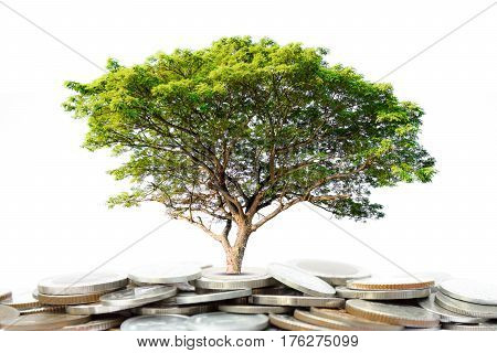 Selective focus of coins and big green plant growing Saving money Economy Investment and Saving Concept