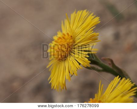 Coltsfoot, Foalfoot.