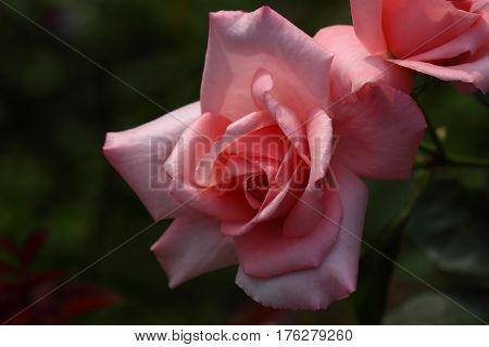 Beautiful and colorful Rose flower in the garden, Princess Aiko