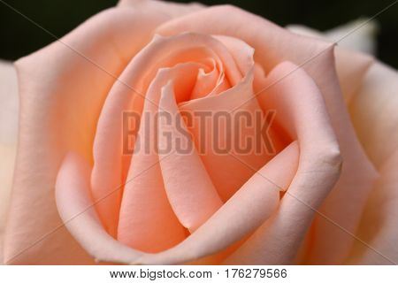 Beautiful and colorful Rose flower in the garden