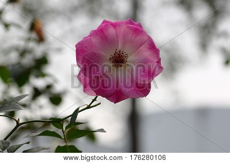 Beautiful and colorful Rose flower in the garden