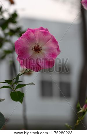 Beautiful and colorful Rose flower in the garden