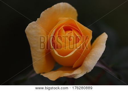 Beautiful and colorful Rose flower in the garden