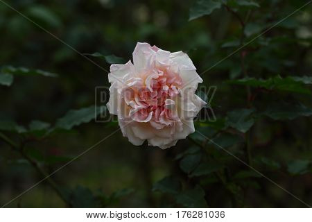 Beautiful and colorful Rose flower in the garden