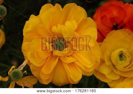 Beautiful and colorful Rose flower in the garden