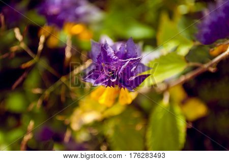 Melampyrum nemorosum or Ivan da Marya flower as a backdrop view from above focus closeup