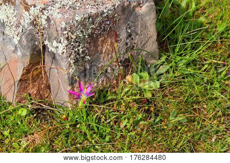 Stones. Gteen plants. Old. Beautiful nature. Closeup.
