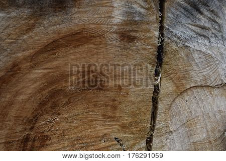 texture of wood, an old stump wood