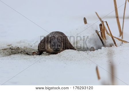 european otter (lutra lutra) in winter. Location: Comana Natural Park Romania