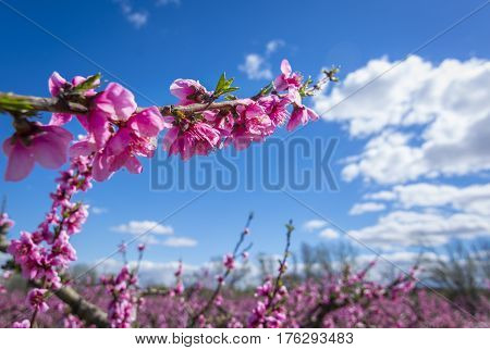 Blossoming peach tree in Aitona, a beautiful taown in CAtalonia, Spain. Flowers sprout with sweetness and show the way of the natural process that will end with the fruits in the tree. During the spring the landscape is transformed and the fields flowered
