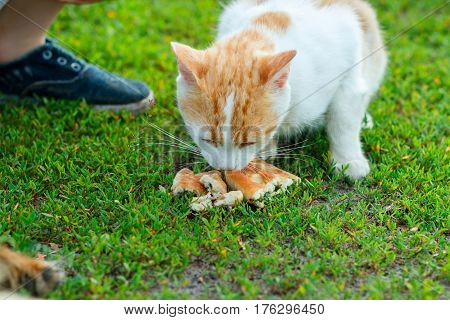 Hungry homeless cat eats a patty .