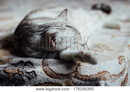 Scottish Straight Cat - Beautiful Marbel Cat Sleeping On The Bed. Looking For Cat Dreams.