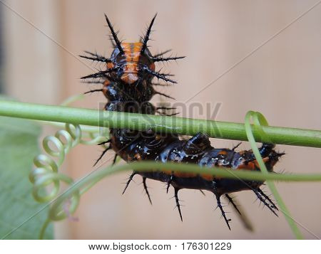 Gulf Fritillary crawling around on a leaf