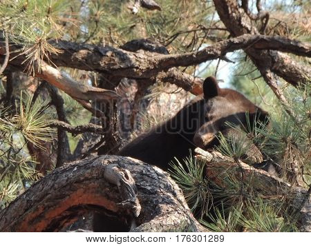 Brown bear sleeping at the top of a tree