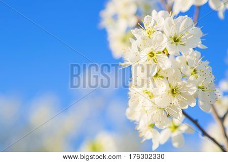 Cherry Blossom, Japanese Spring Scenics