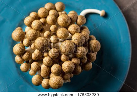 Brown Shimeji Mushrooms as Fungi Food Background