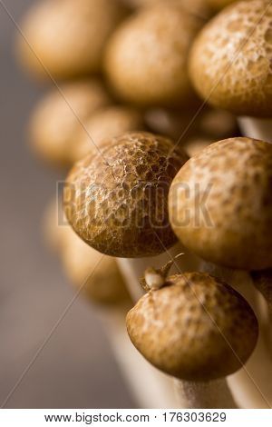 Brown Shimeji Mushrooms as Fungi Food Background
