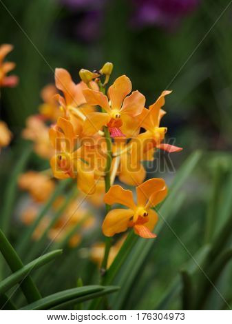 Mokara orchid in Perdana botanical garden Kuala Lumpur Malaysia
