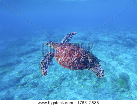 Green turtle in sea water with seabottom background. Underwater photography of wild oceanic animal. Tropical seashore inhabitant. Lovely green turtle swimming and diving in sea water. Exotic nature