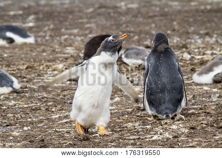 Gentoo Penguin Colony
