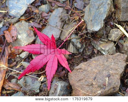 focus on red maple leaf on the rock background on autumn season japan