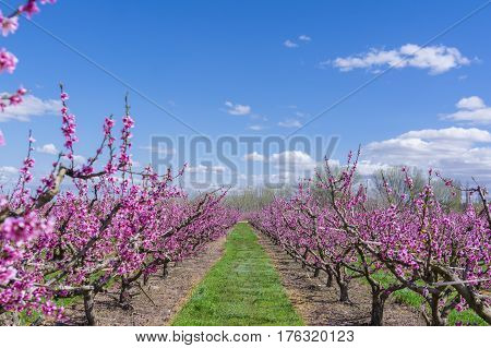 Blossoming peach tree in Aitona, a beautiful town in Catalonia, Spain. Flowers sprout during the spring and the landscape is transformed. The fields flowered transmit sensations positive and of hope.