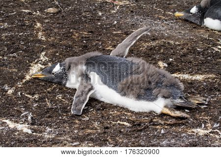 Gentoo Penguin Colony