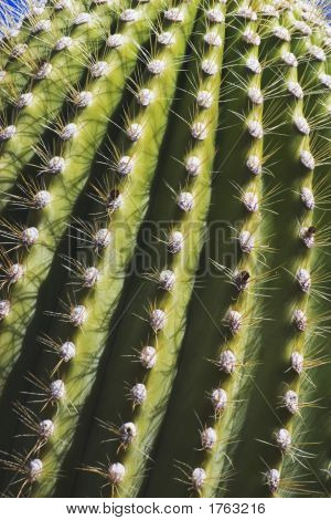 Saguaro kaktus