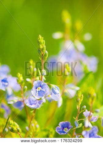 Natural detail with tiny blue-violet tiny blooms and green bokeh background. Sunny spring day theme. Shallow depth of field.