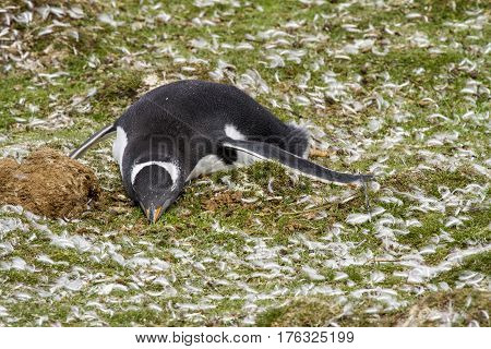 Gentoo Penguin Colony