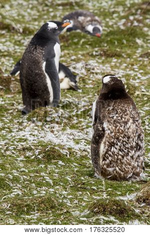 Gentoo Penguin Colony