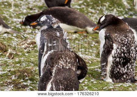Gentoo Penguin Colony