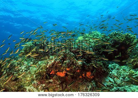 School of Fish over Coral Reef. Coiba Panama