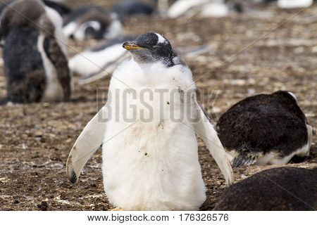 Gentoo Penguin Colony
