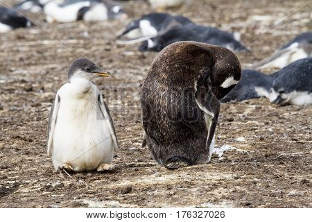 Gentoo Penguin Colony
