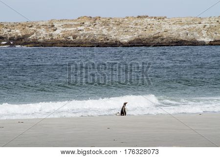 Penguins - Magellan And Gentoo