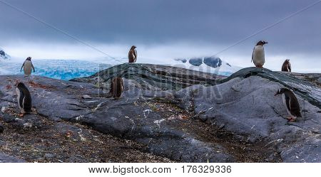 Gentoo Penguins Colony Members Standing On The Rocks With Mountains And Glacier In The Background, A