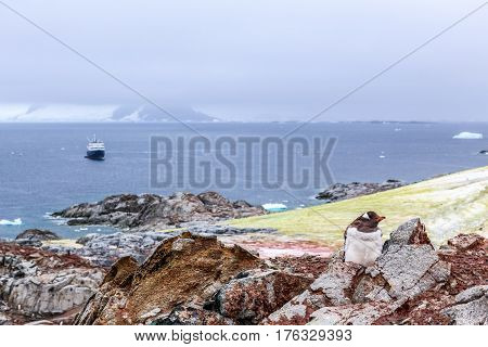 Gentoo Penguin Chick Stitting On The Rocks With Cruise Ship And Icebergs In The Background At Peterm