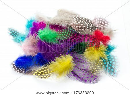 Colorful bird feather isolated on white background