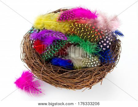 Colorful bird feather in nest isolated on white background