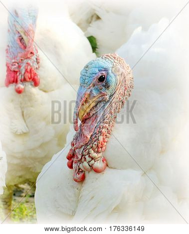 Beautiful noble white turkey portrait close up