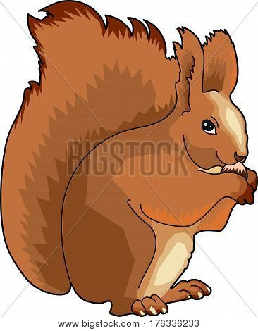 The fluffy brown squirrel gnaws the nut.