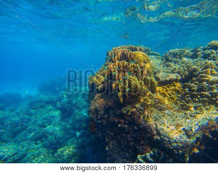 Big coral reef underwater photo. Aqua blue sea view with sea bottom relief. Marine life with animals and plant. Undersea scene of tranquil and beautiful tropical lagoon. Snorkeling in exotic seashore